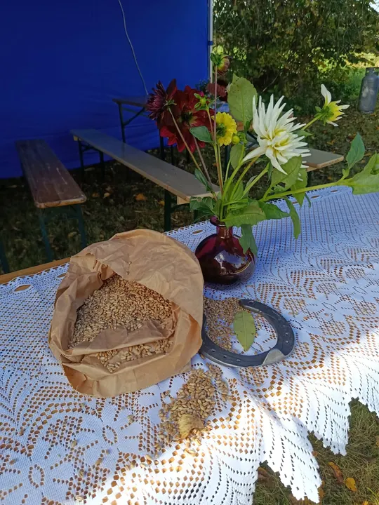Teravili, hobuseraud ja dahliad kohvikulauas