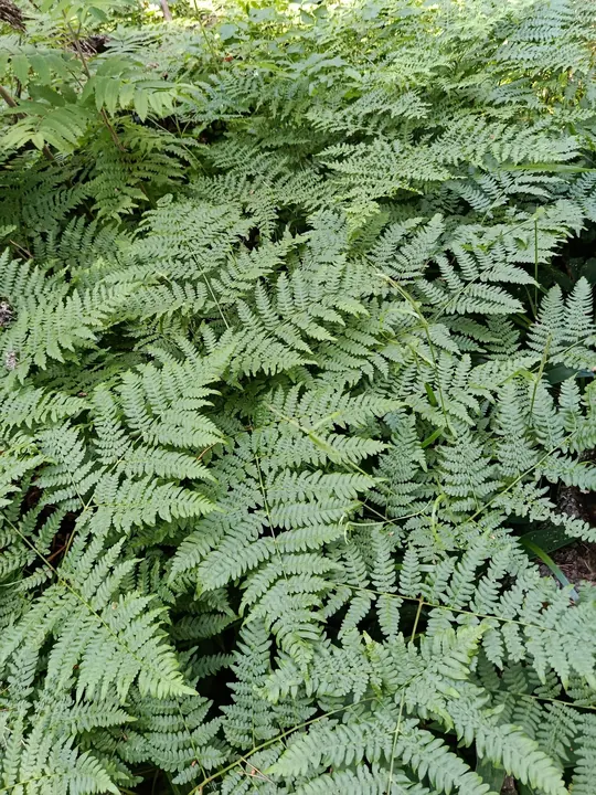 Sõnajalad Viitna metsas